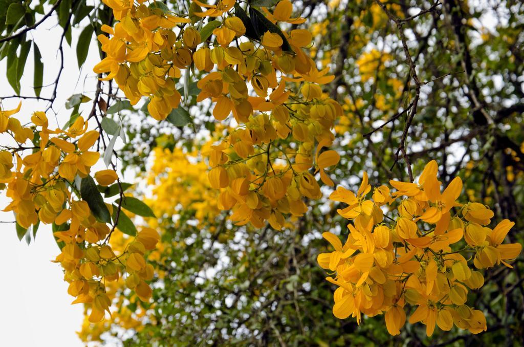 Pousada Das Araucarias Visconde De Maua Luaran gambar